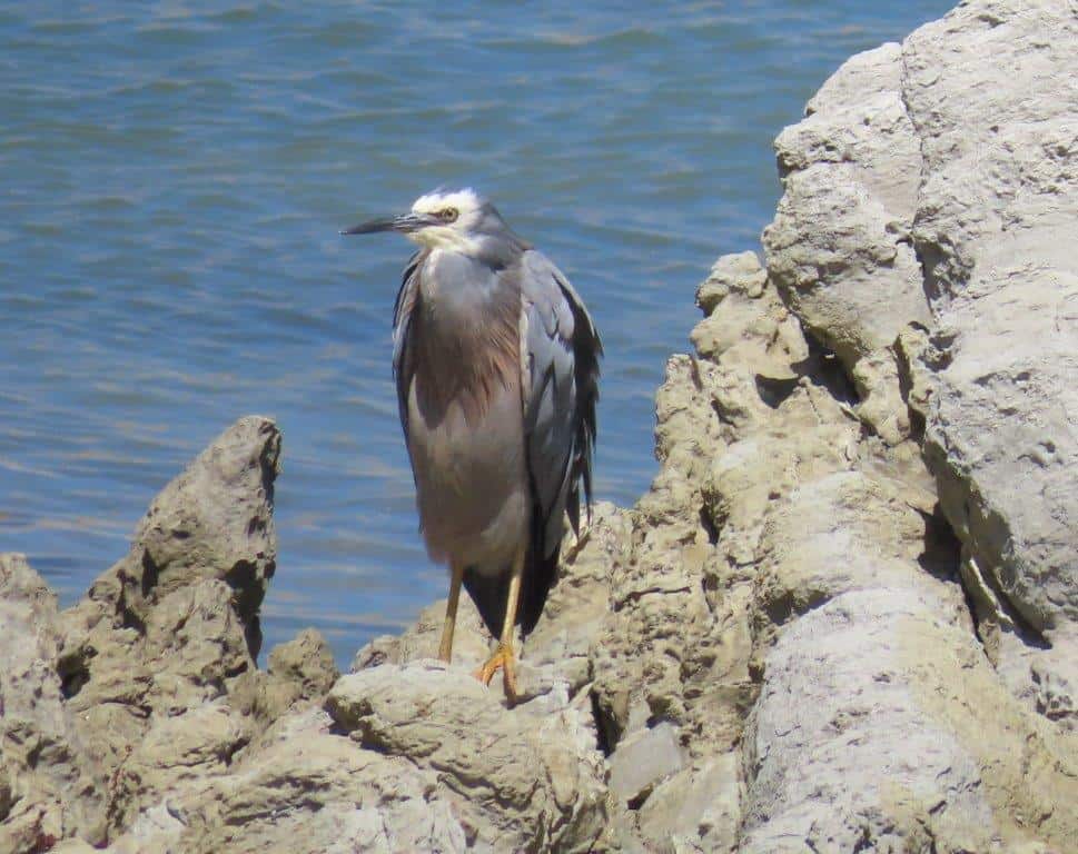 White-faced heron bird standing on pale limestone rocks near the water in Kaikōura. Bird-watching at South Bay is one of the quieter things to do in Kaikōura for nature lovers.
