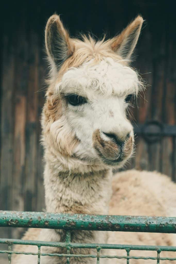 Close-up portrait of a fluffy llama with cream and tan fur standing behind a green fence.