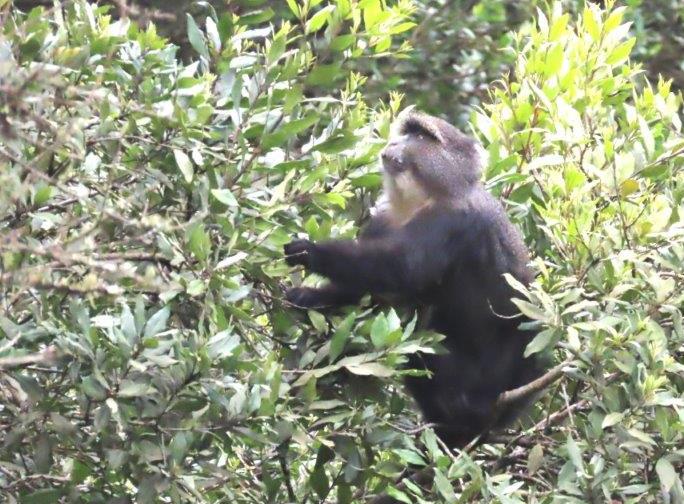 Blue Monkey in the trees at Arusha National Park - one of the rarer Animals in Tanzania