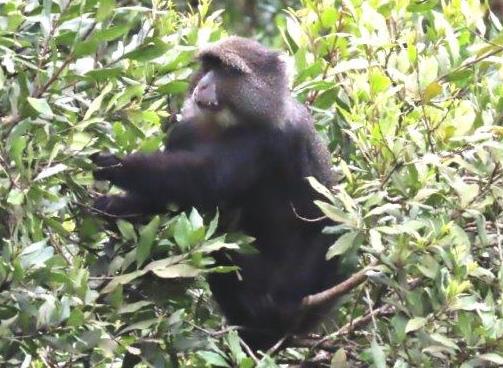 A Close up of the Blue Monkey in the trees