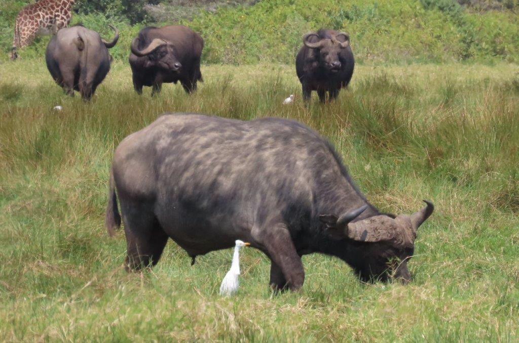 Animals in Tanzania - a group of Cape Buffalo