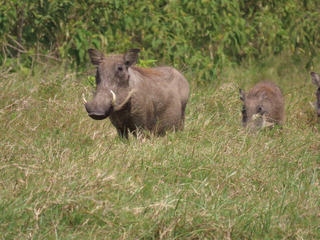 Female Mama and baby warthog grazing in the grass at Arusha National Park