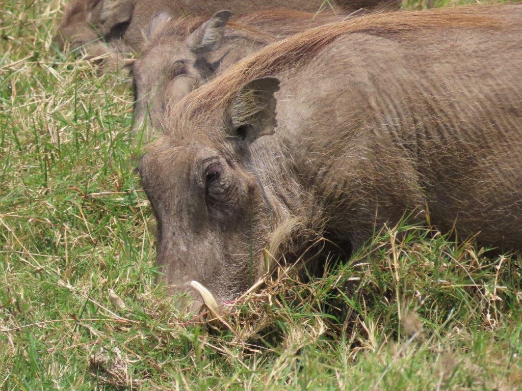 Close up photo of female warthog grazing in the grass