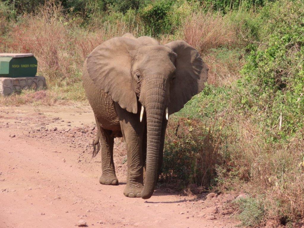 Elephant walking towards us