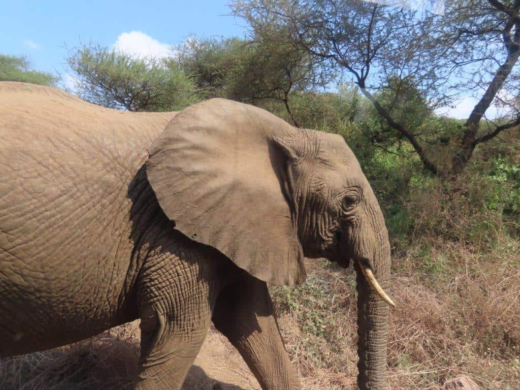 Elephants of Tanzania, showing their gigantic ears