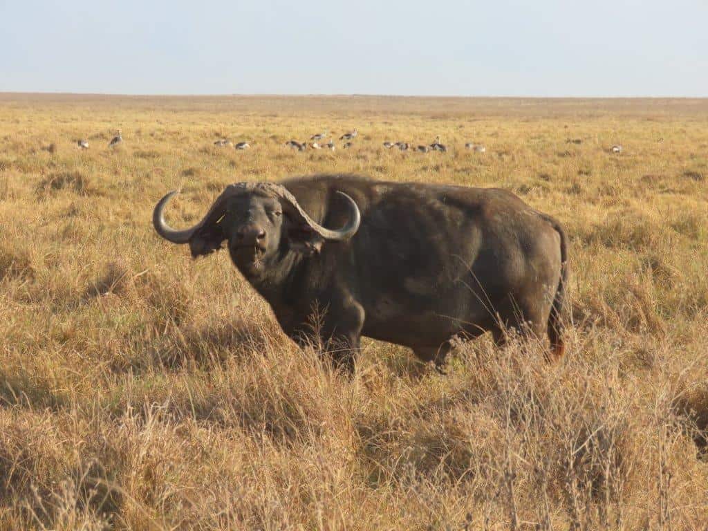 Cape Buffalo with is curved horns