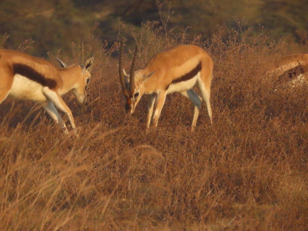 Two young gazelles prepare to practice their fighting skills as they approach from opposite directions.