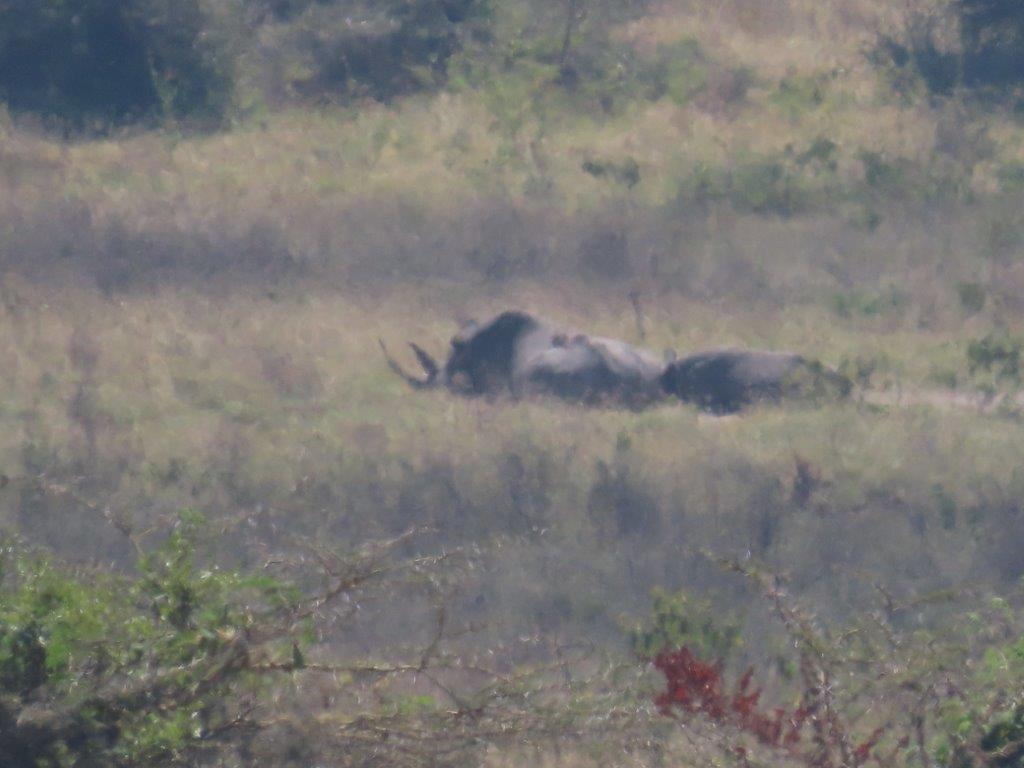 Close up of a black rhino