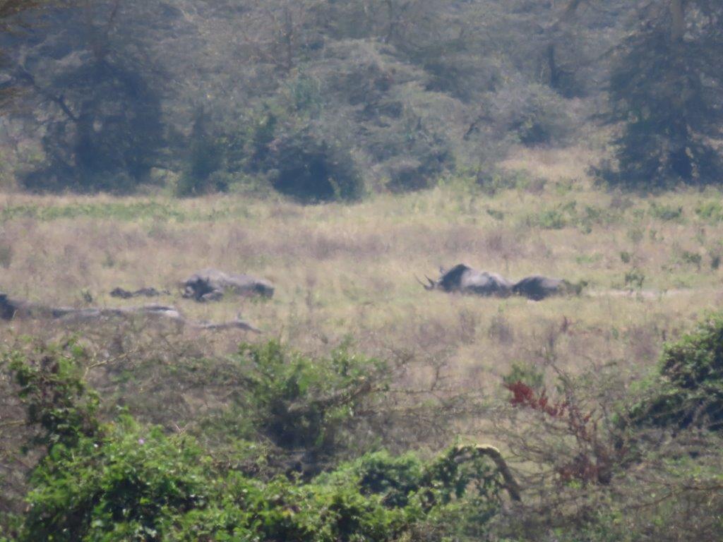 Medium view of the black rhinos resting in the valley