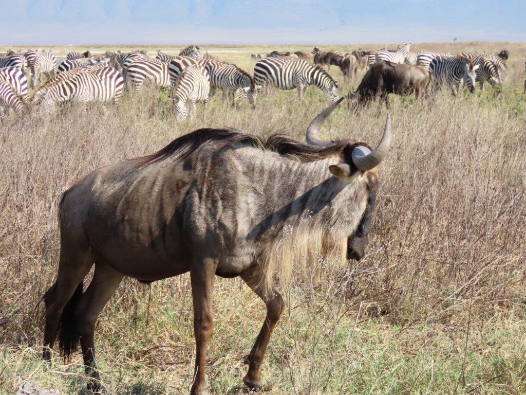White-bearded wildebeest hanging out with a herd of zebras in the Ngorongoro crater