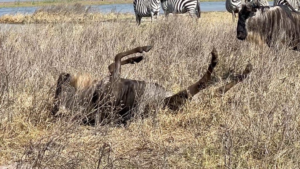 Wildebeests love to roll in the grass to remove insects and parasites from their skin - watch this video to see how funny they look! 