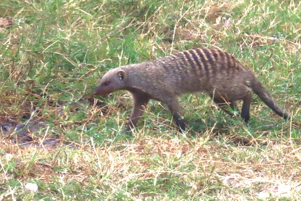 Banded Mongoose slinks along the ground in Serengeti National Park