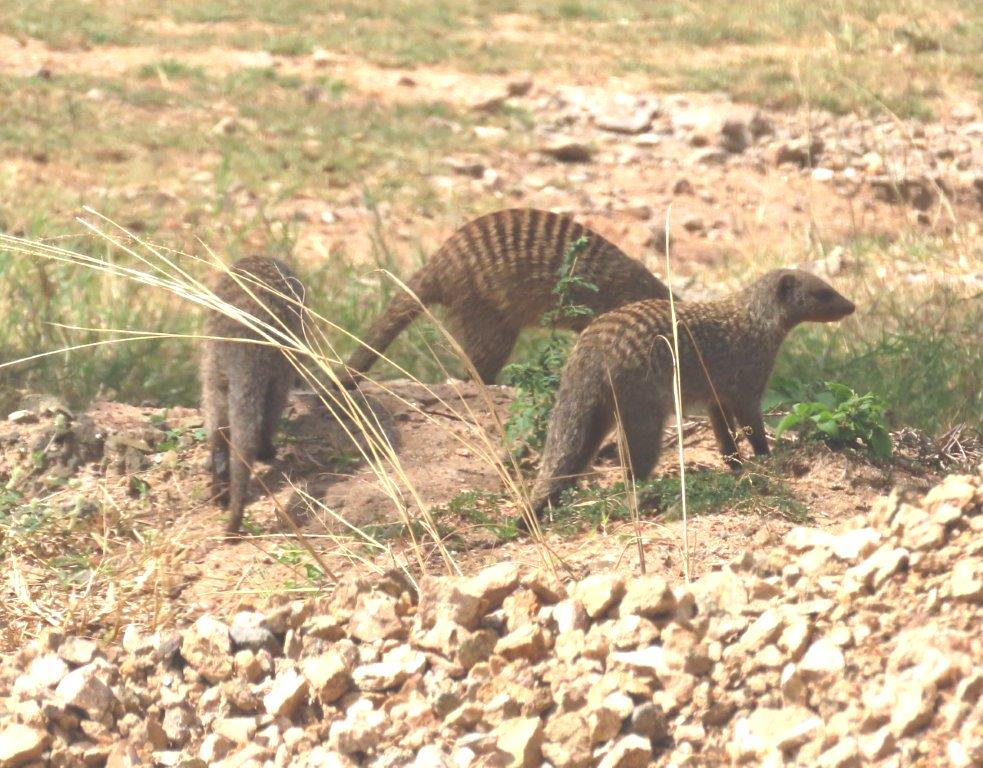 A trio of banded mongooses hunt for food in the Serengeti