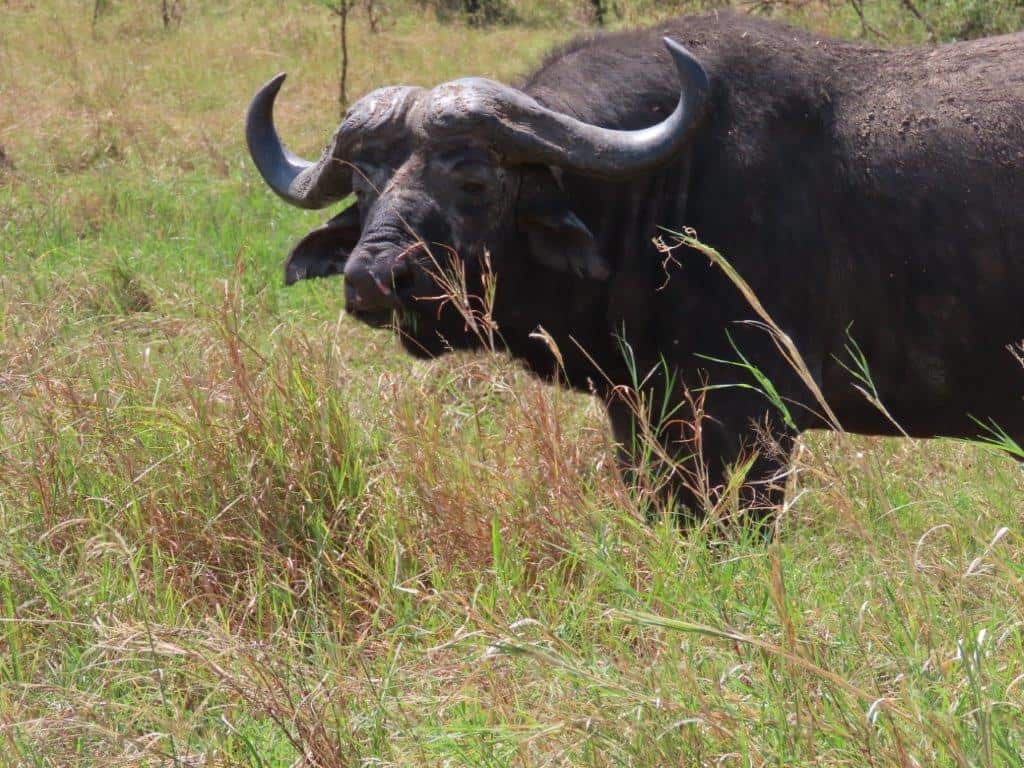 The African Cape Buffalo - one of the Big Five