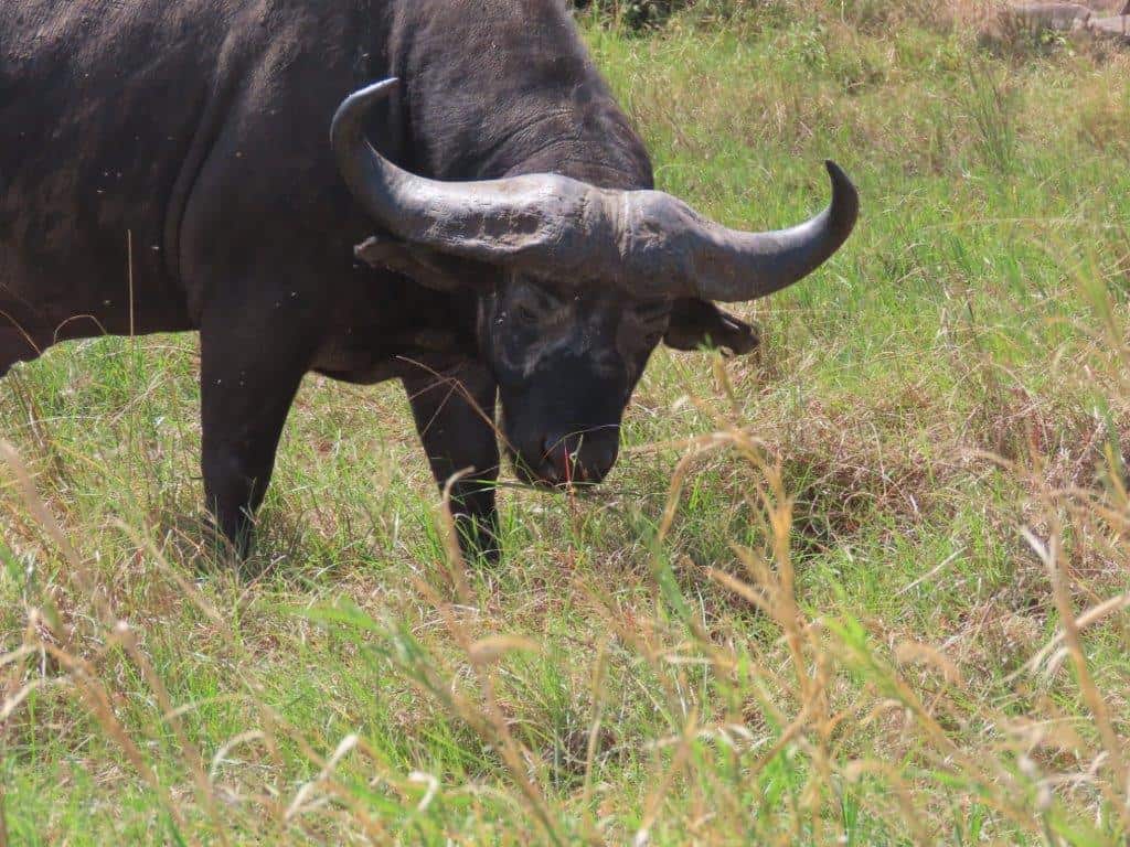 Close up photo of a Cape Buffalo