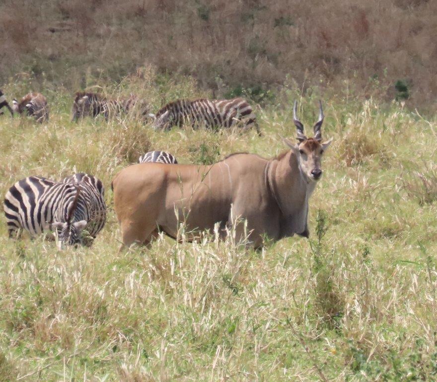 The Common Eland is one of large hoofed animals in Tanzania