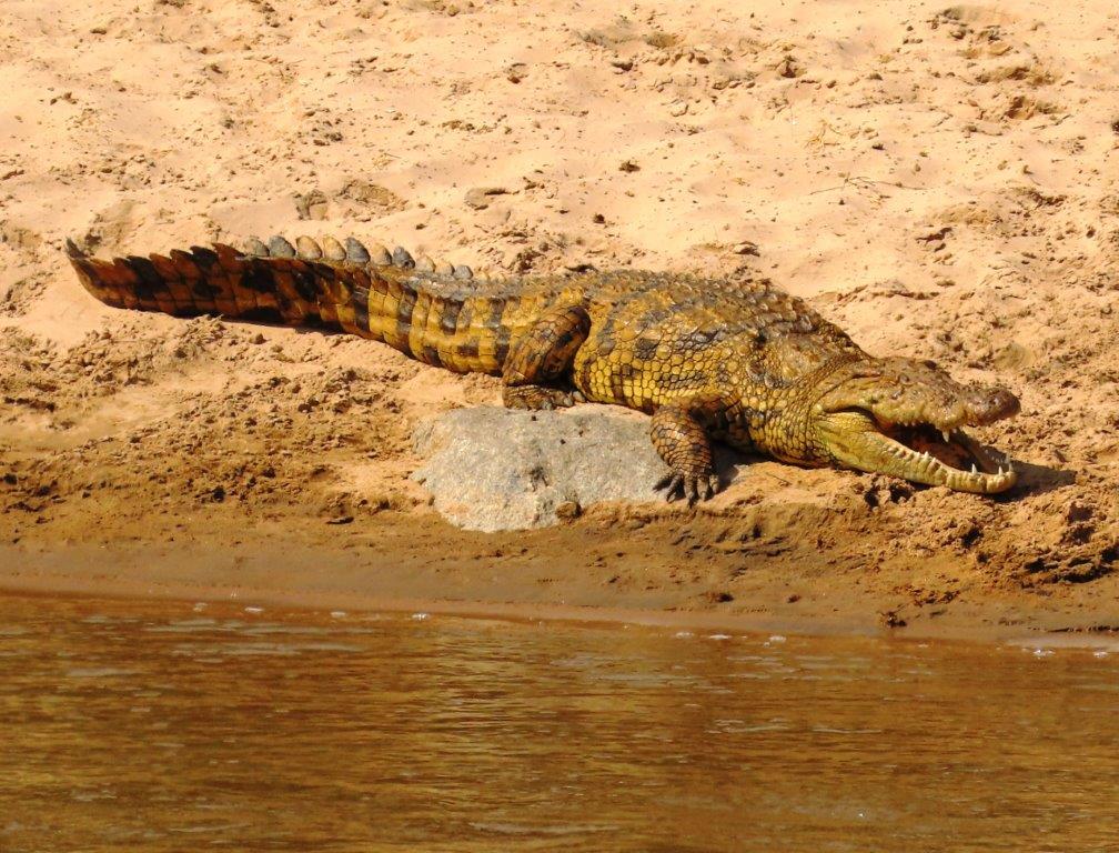 Older crocodile resting on the banks of a river. He doesn't have as many teeth as crocs normally do so I think he's older.