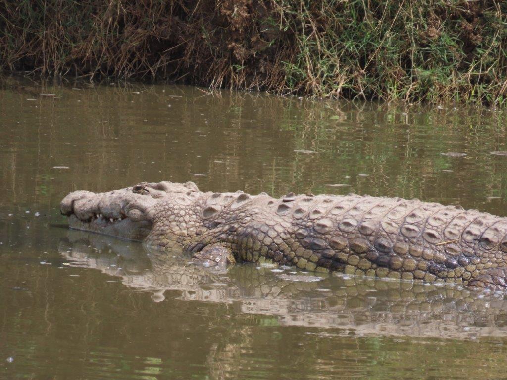 Enormous crocodile swimming in the water in Serengeti National Park