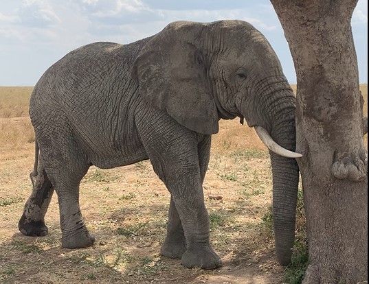 Video of the elephant approaching us from a long ways away, but coming at a fast clip