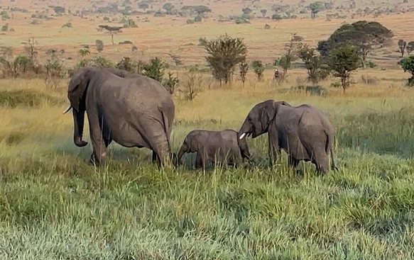 Video clip of sweet elephant family, walking through the Serengeti