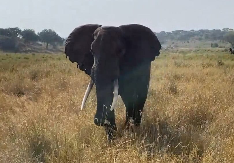 Video clip of Curious elephant approaching our safari vehicle in Tarangire National Park