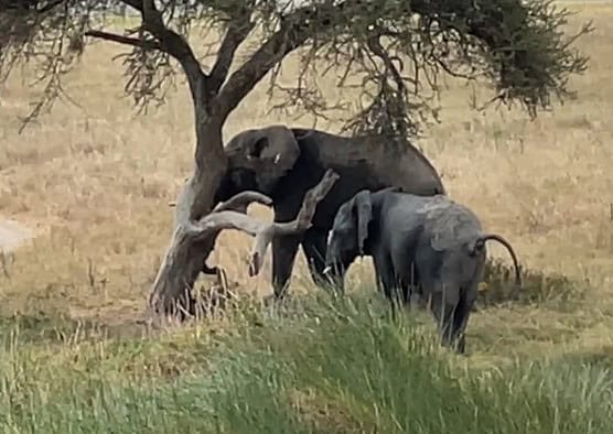 Elephants scratching against a tree, and doing what they often seem to be doing - pooping!