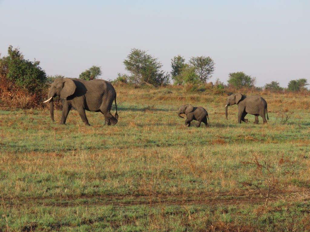 Sweet elephant family - Mama, newborn and 3 year-old