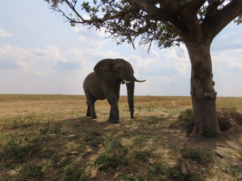 Elephant approaching tree at Serengeti National Park - he was 50 feet away from us!