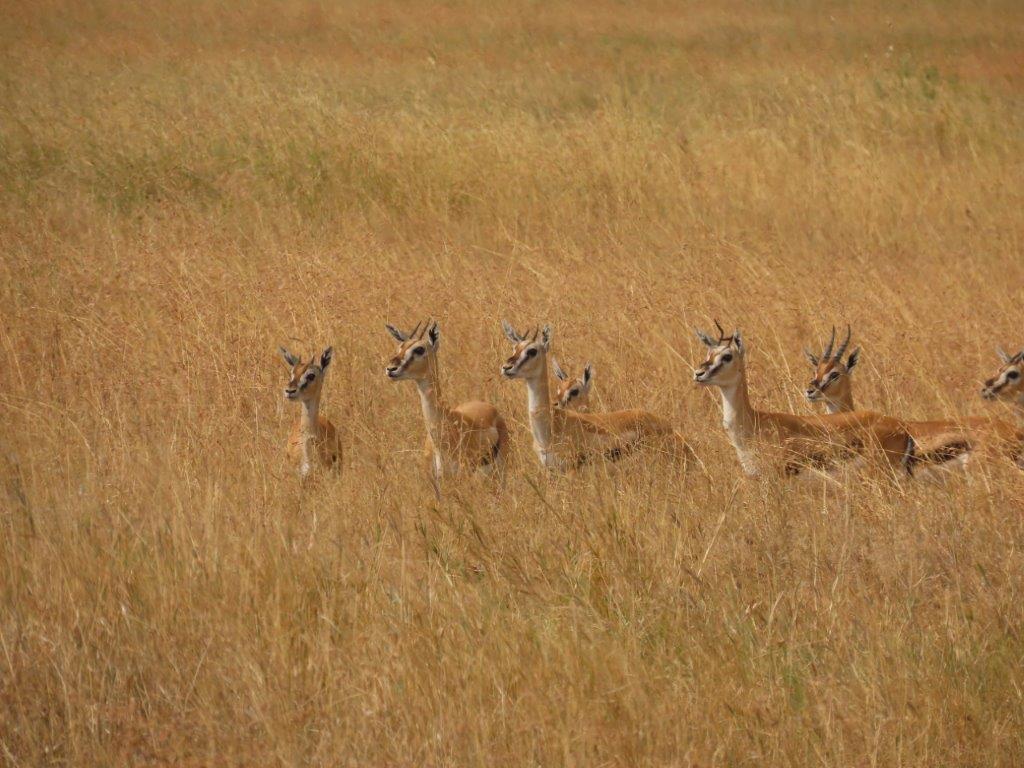 The Gazelle's gather in large herds in the long grasses of the Serengeti plains
