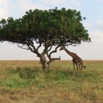 A lone Giraffe eating from a large tree in Serengeti National Park.