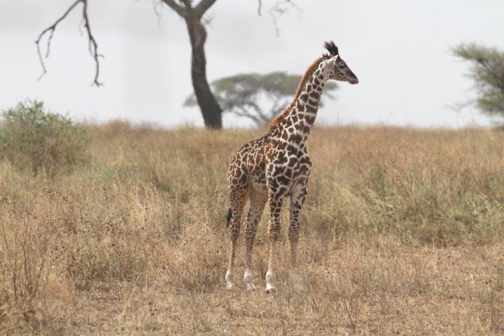 Baby giraffe standing alone in the open space near a tree. Giraffes are one of the most popular animals in Tanzania