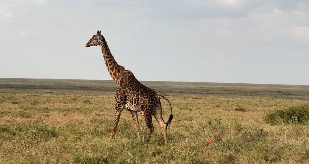 Video of a lone giraffe gliding elegantly across the savannah in the Serengeti