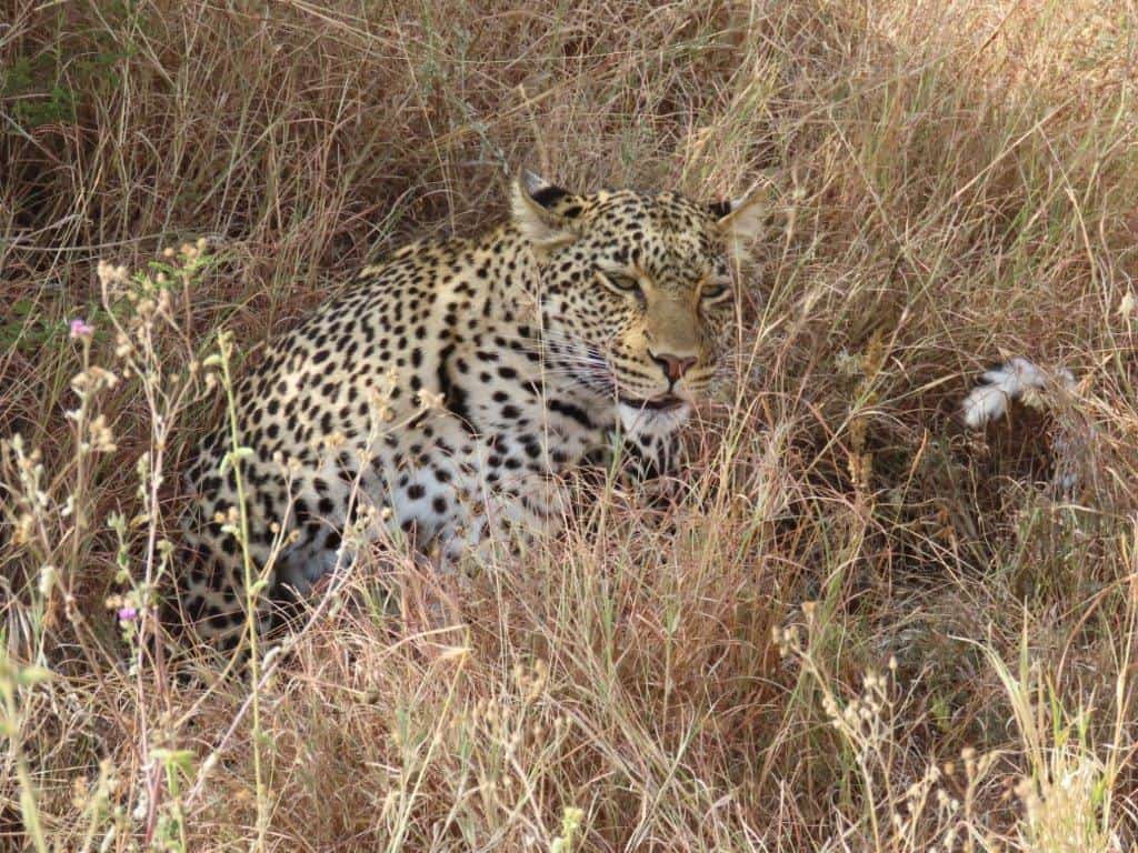 Leopard in Serengeti National Park