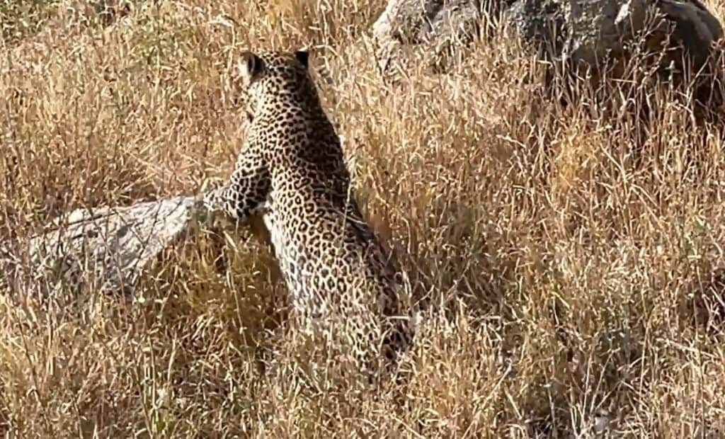 Our video of the leopard moving off to hunt his next meal