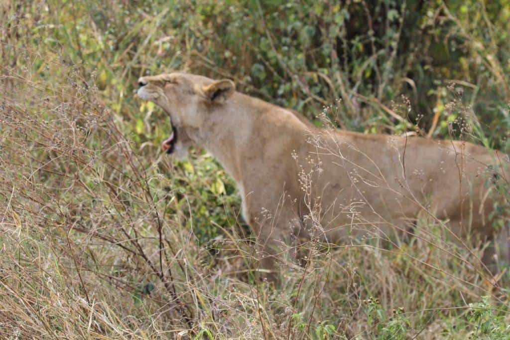 Female lioness showing us her teeth