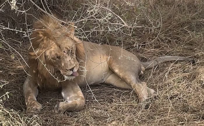 Video clip of lion licking himself clean