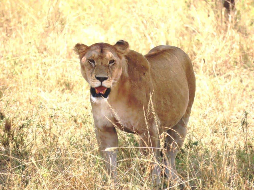 Lioness on the prowl in the Serengeti