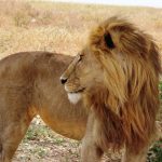 A close up shot of a Male Lion in the Serengeti, so close you can see the details of each hair on his mane.