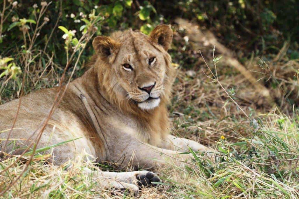 Young male lion relaxing under a tree