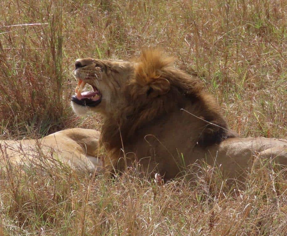 Enormous male lion showing us his large teeth - he's one of the deadliest animals in Tanzania