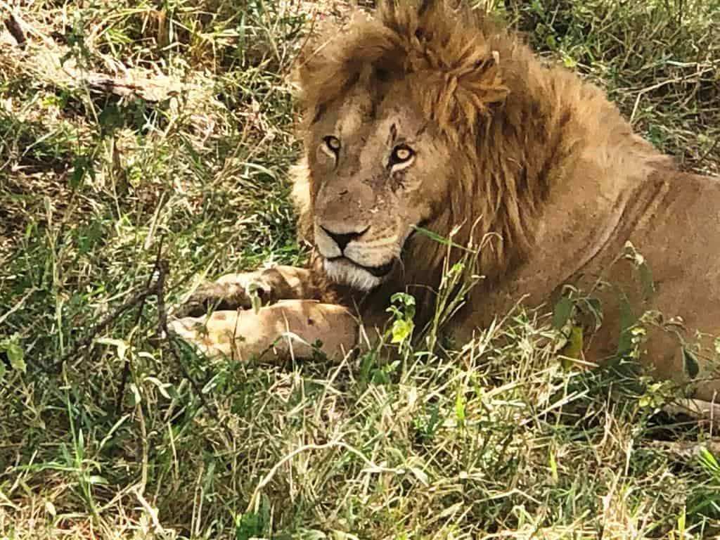 Close up of male lion