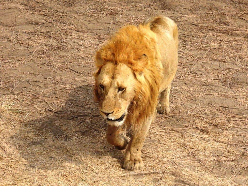Male lion on the move - walking right towards us!