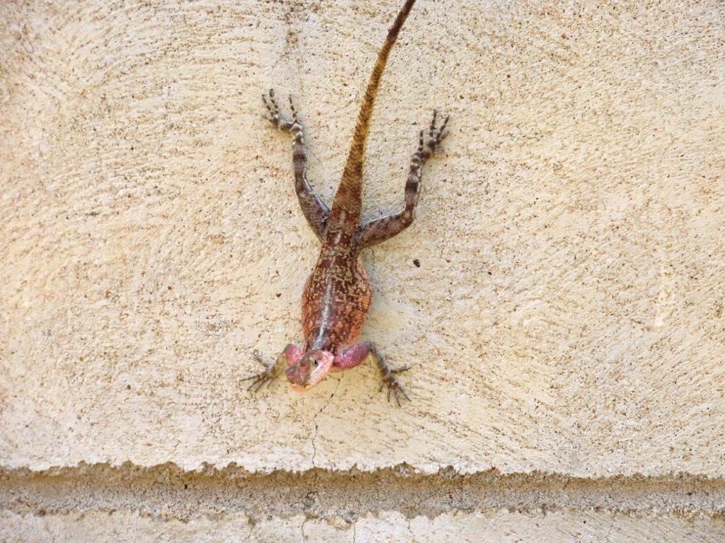 Unknown type of Lizard with spots all over him