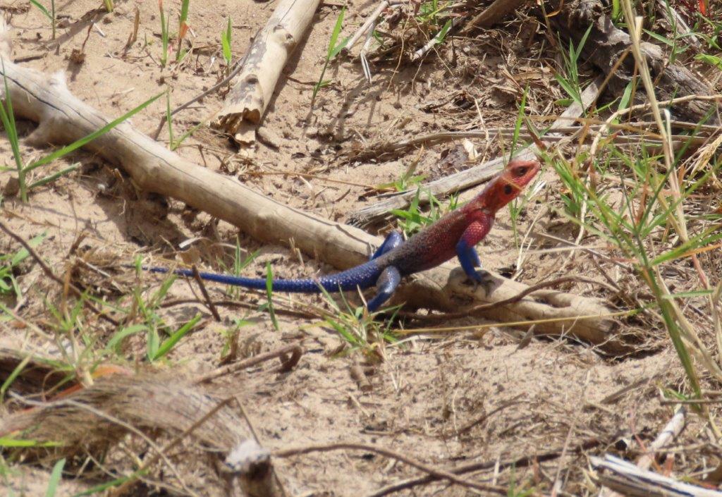 Bright blue and red lizard, known as the Mwanza flat-headed rock agama.