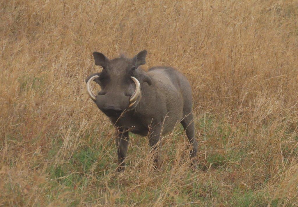 Male warthog on the Serengeti - notice his large and prominent wart of fibrous growth on the side of his cheek