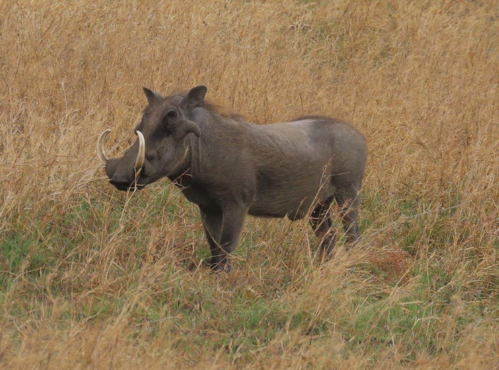 Side view of male warthog standing in the grass