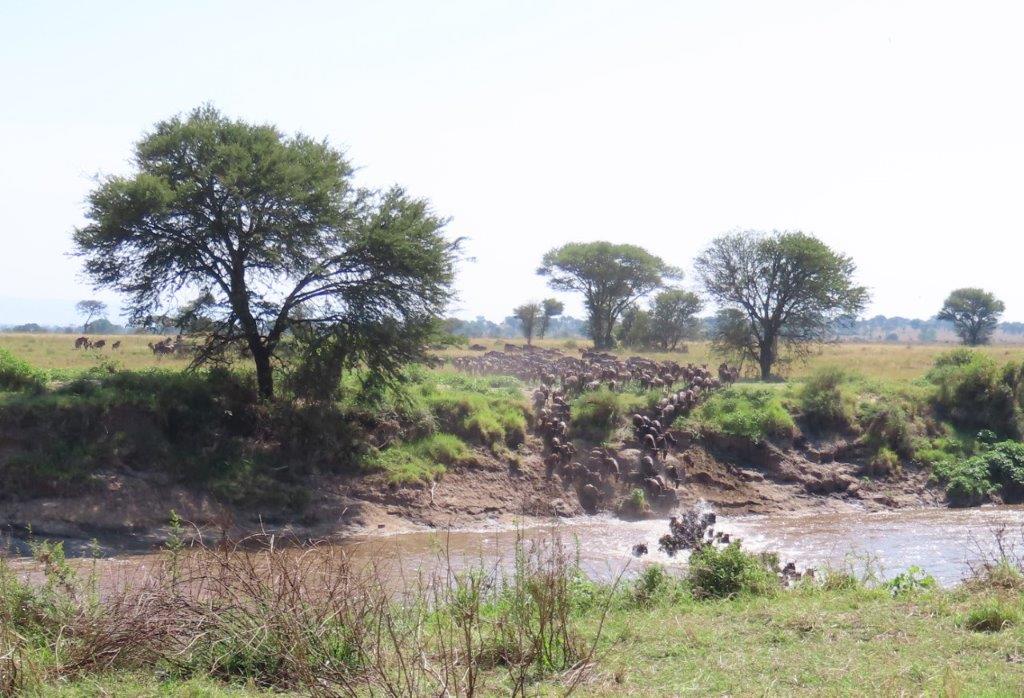 Finally, they start thundering down the embankment and into the water