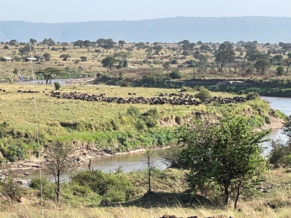 Large herds of wildebeests are gathering on the far bank