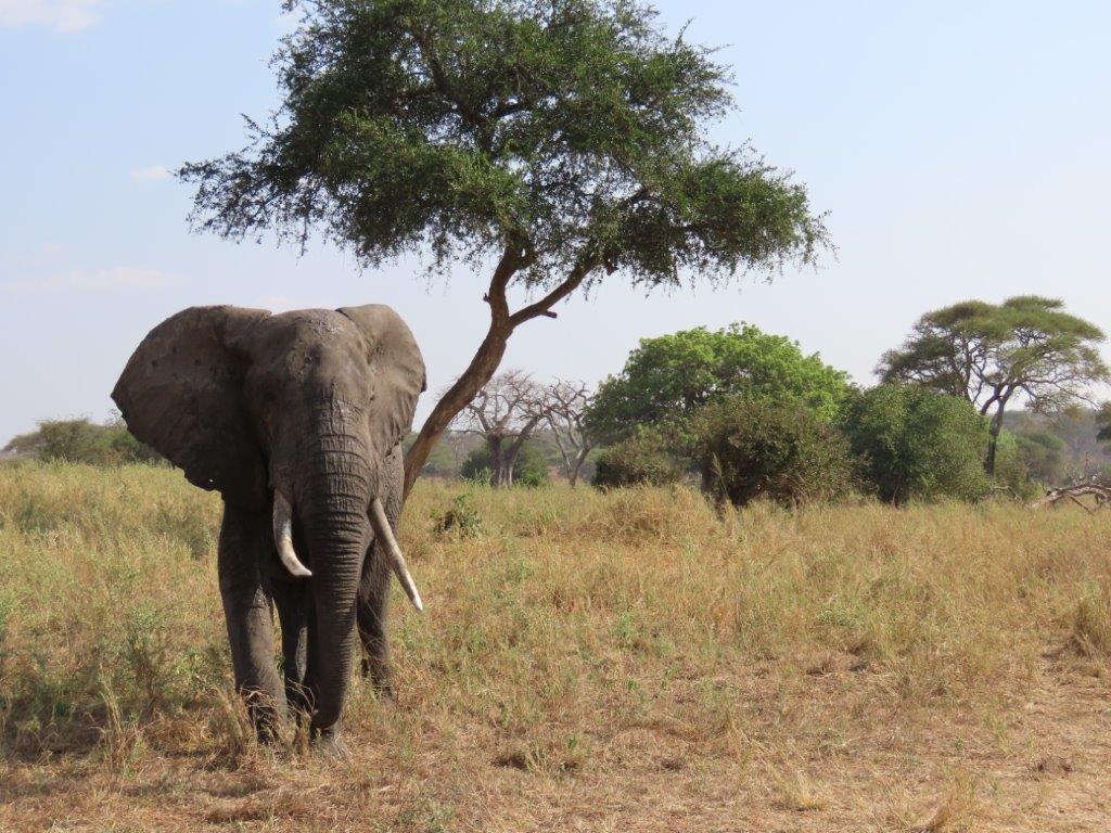 Elephant walking towards us in Tarangire National Park