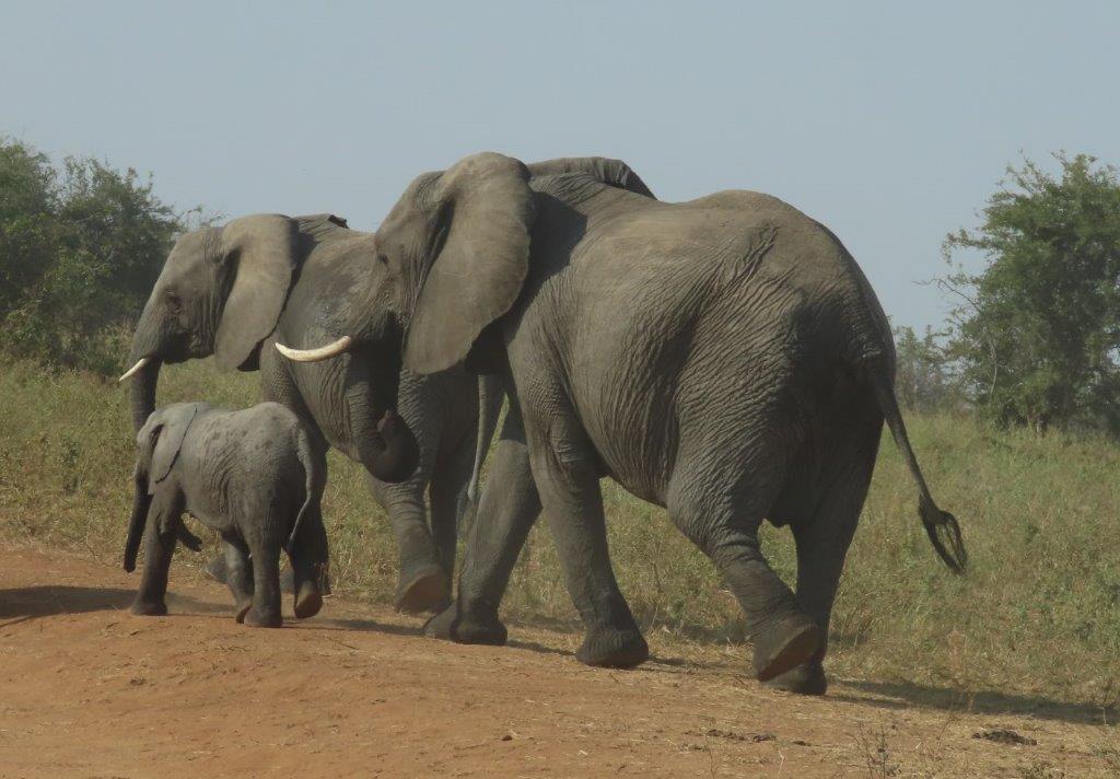 Elephant family at Tarangire National Park